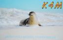 Filename=KH4K4M.jpg
Filesize=128KiB
Dimensions=555x353
Date added=Jun 25, 2018 KH4K4M.jpg